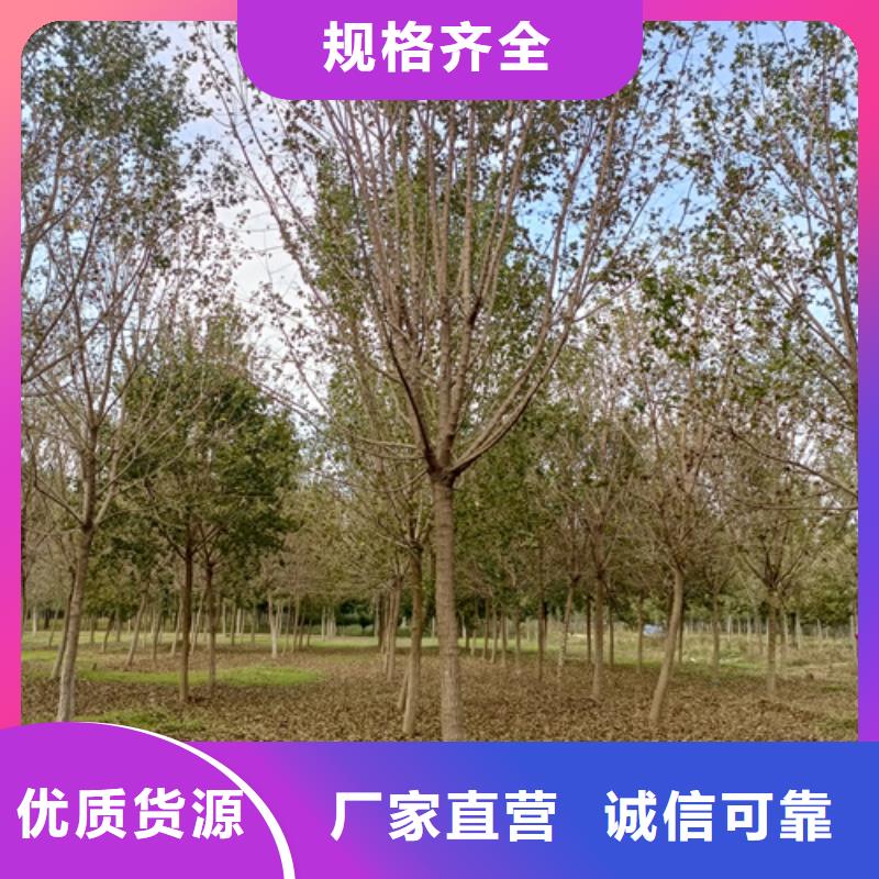 法桐_北京栾选择我们没错