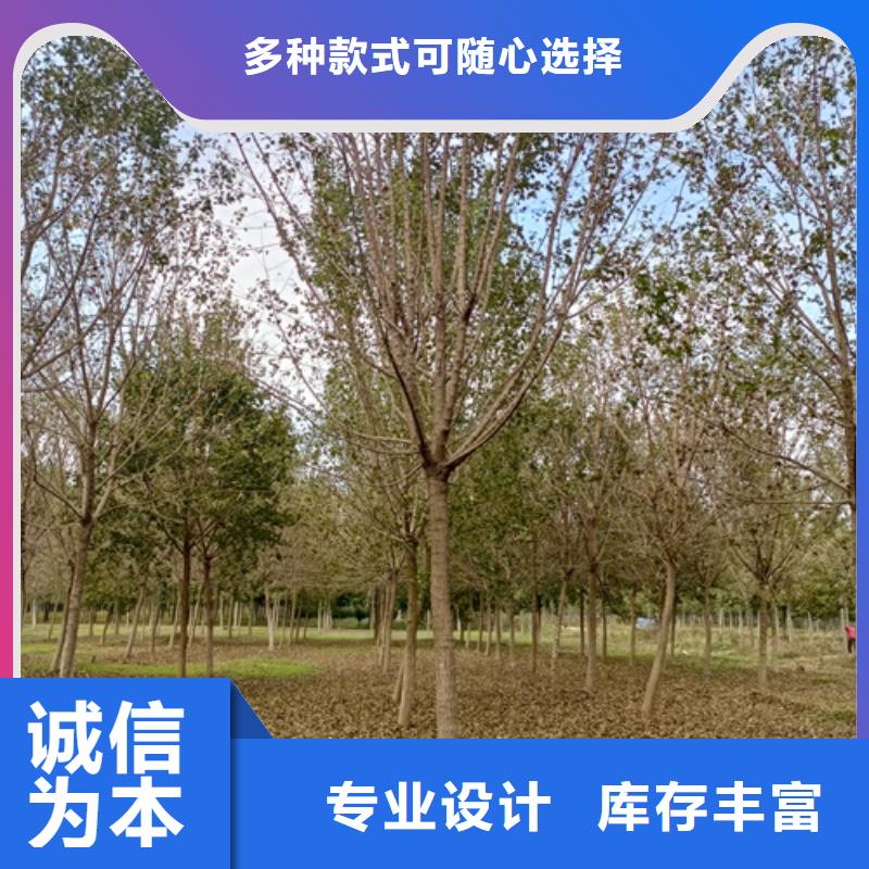 【法桐】国槐出货快