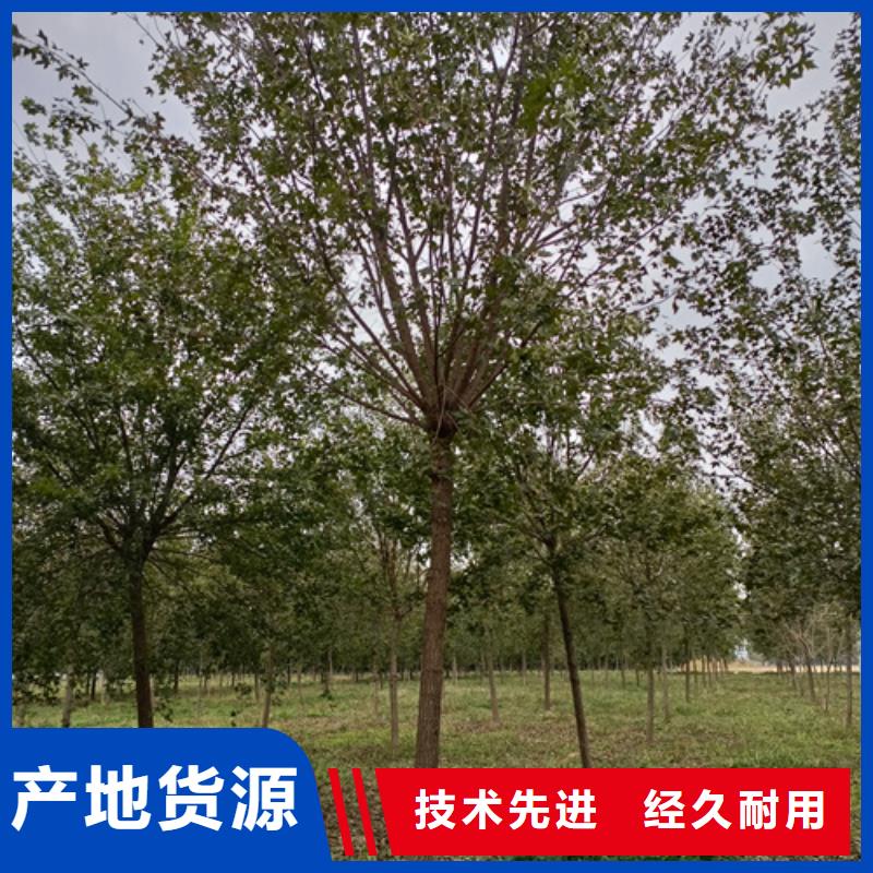 法桐秋紫白蜡从厂家买售后有保障