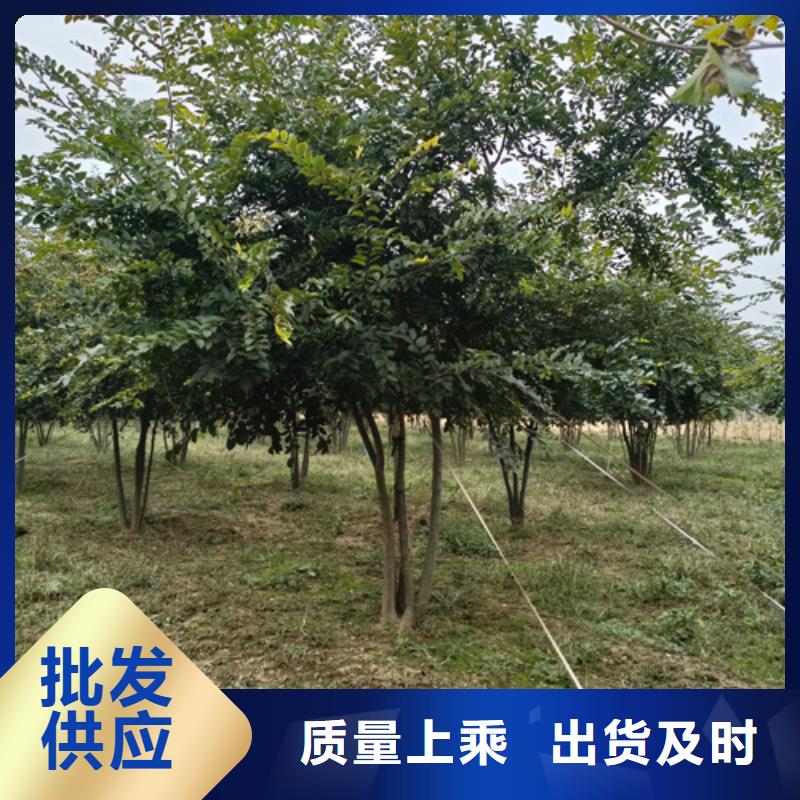 法桐实力商家供货稳定