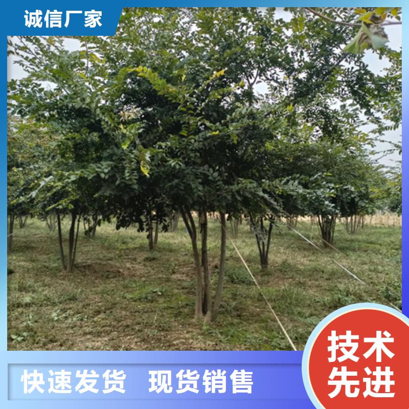 法桐黄金槐品质保证实力见证