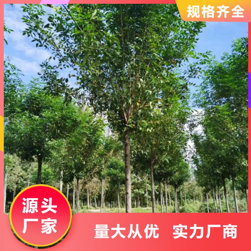法桐批发商