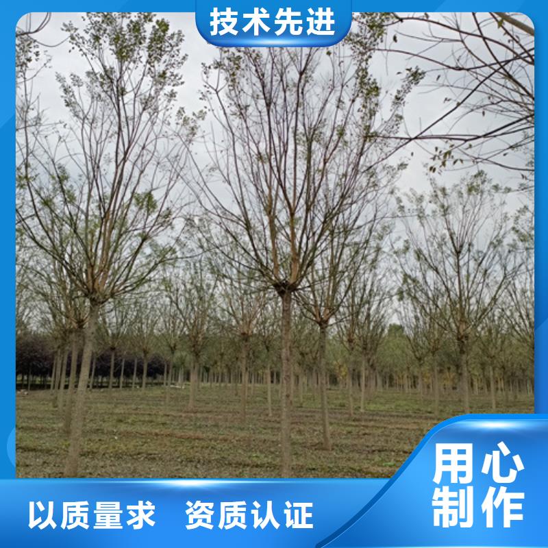 法桐国槐厂家经验丰富