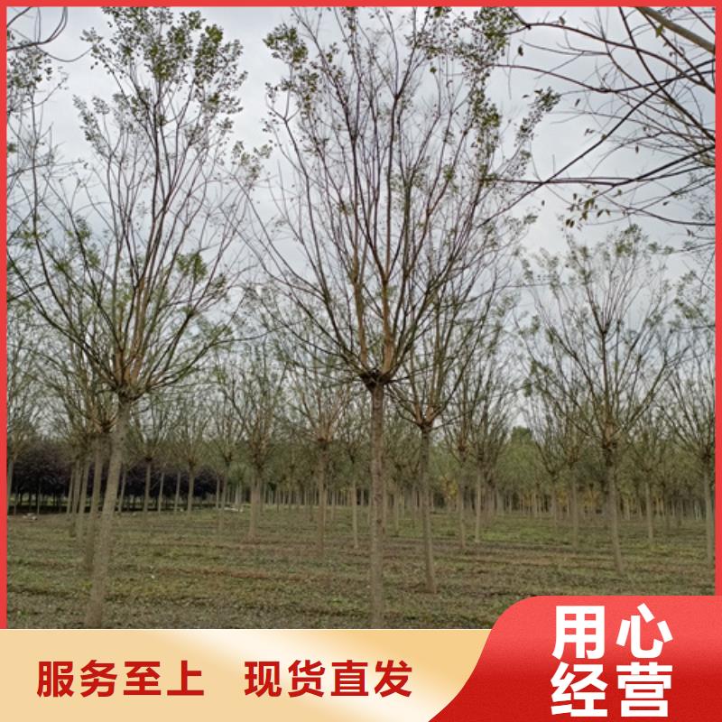 法桐截杆发帽诚信经营现货现发