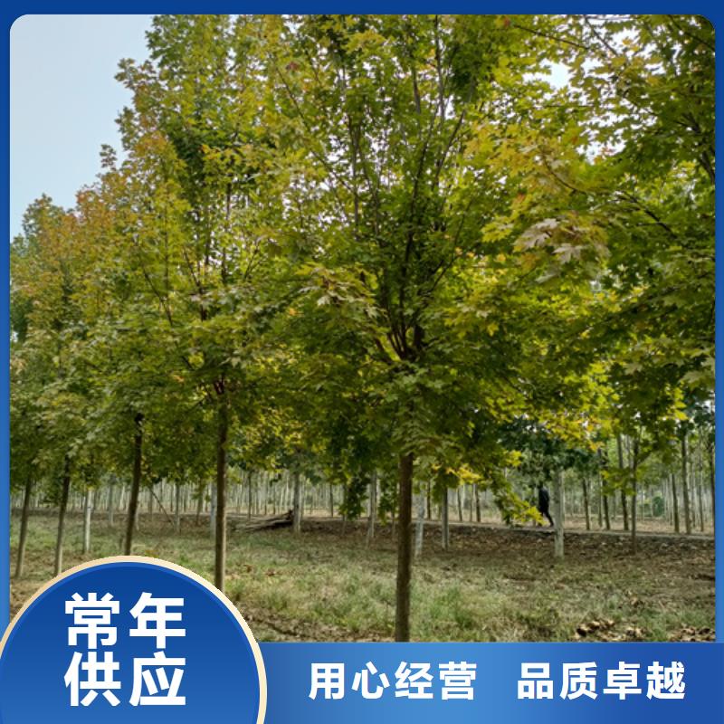 法桐垂丝海棠支持拿样