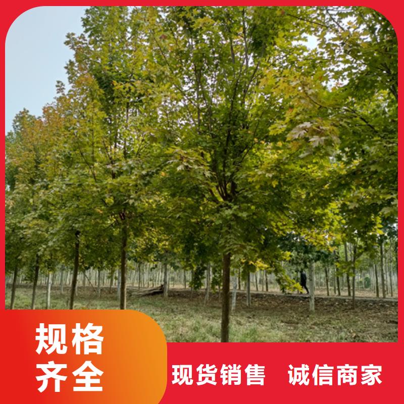 法桐黄金槐一手货源