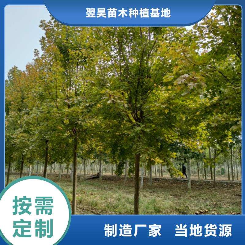 法桐,原生冠法桐一站式厂家