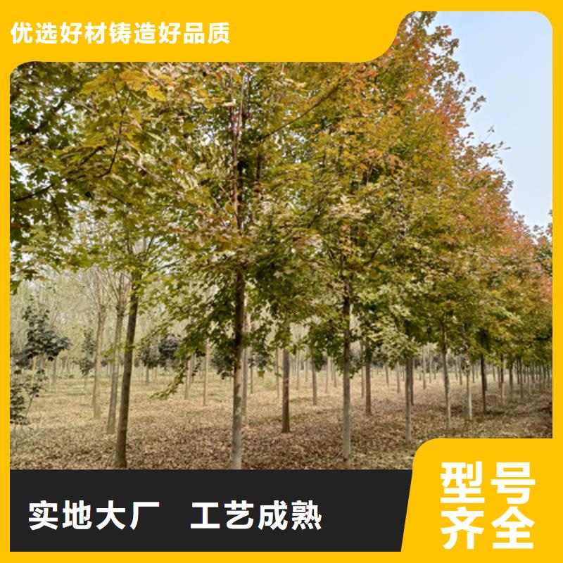 【法桐白蜡厂家货源稳定】