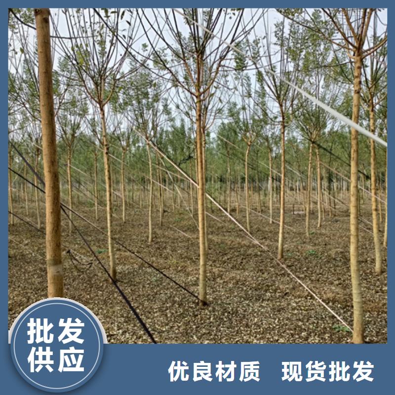 法桐黄金槐品质无所畏惧