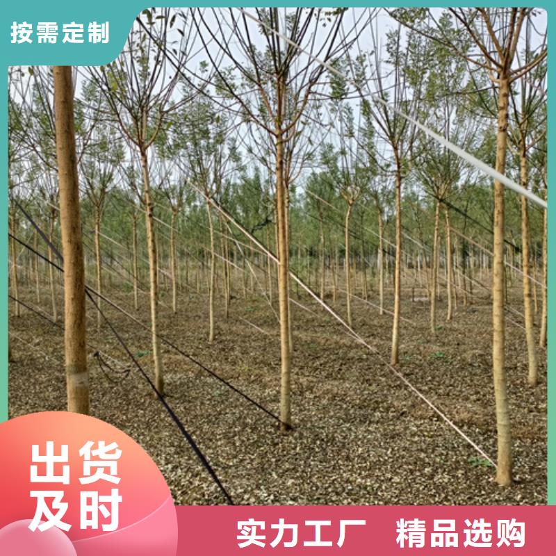 【法桐】国槐超产品在细节