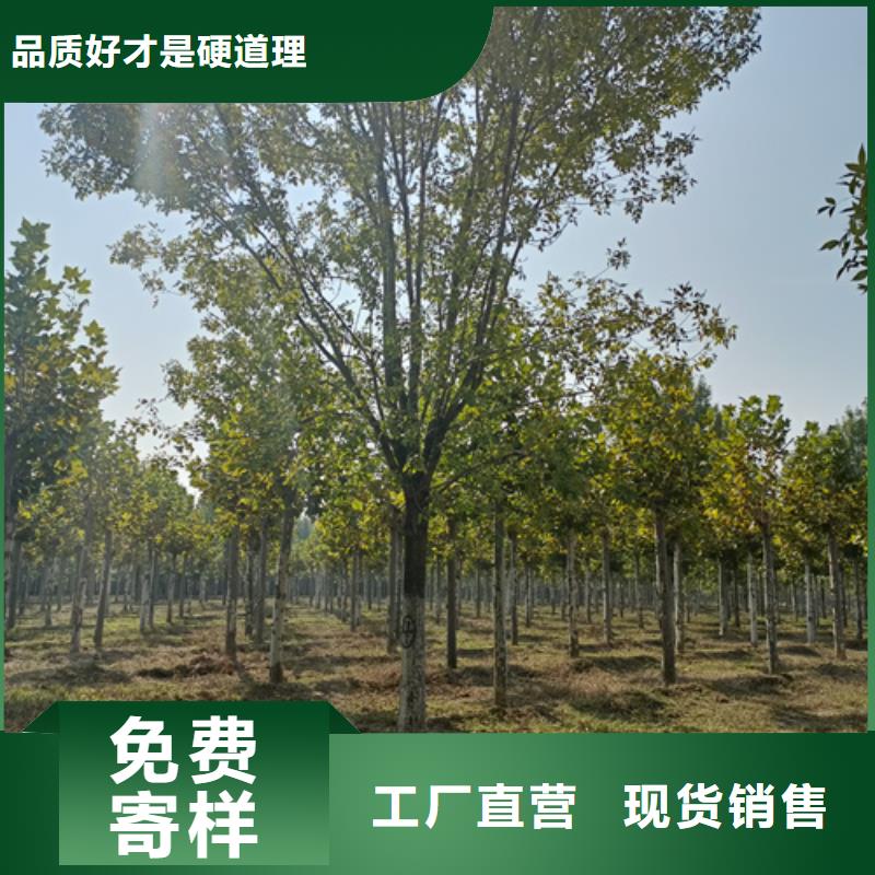 法桐_北京栾选择我们没错