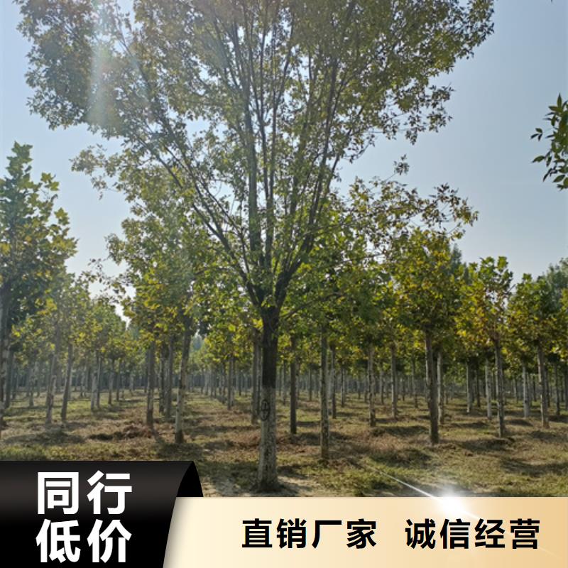 【法桐金叶槐多种款式可随心选择】