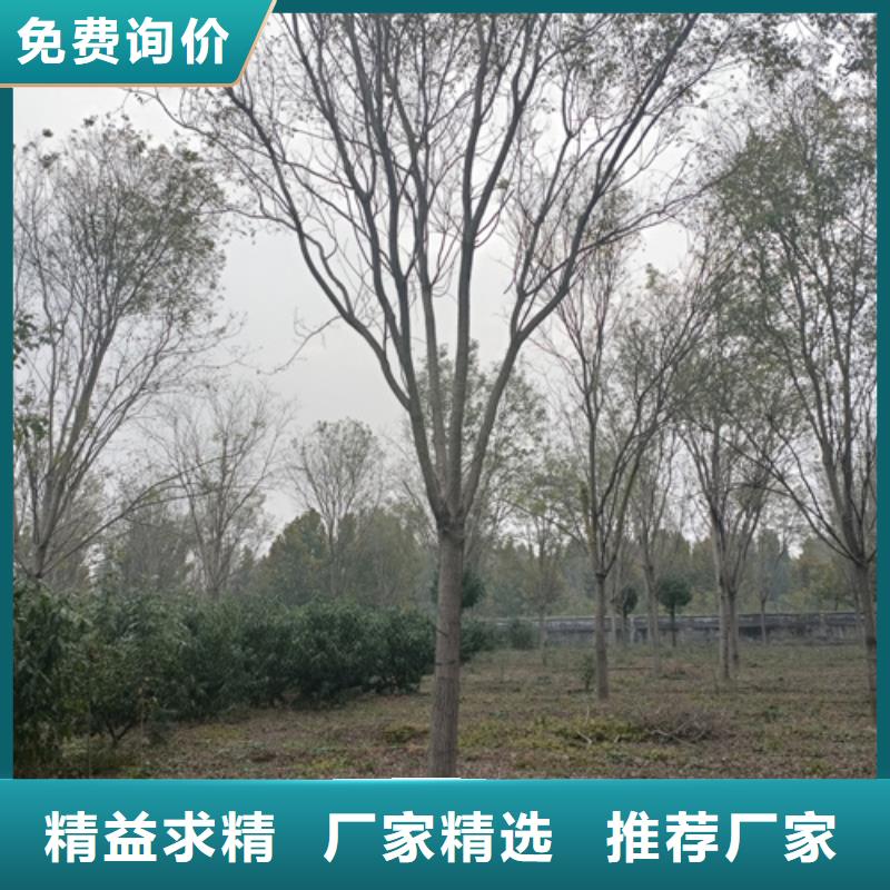 法桐_金叶白蜡源头厂家直销