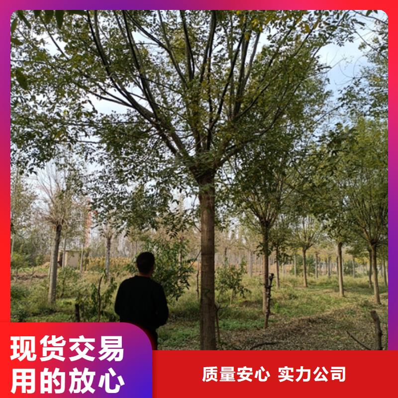 【法桐】国槐超产品在细节