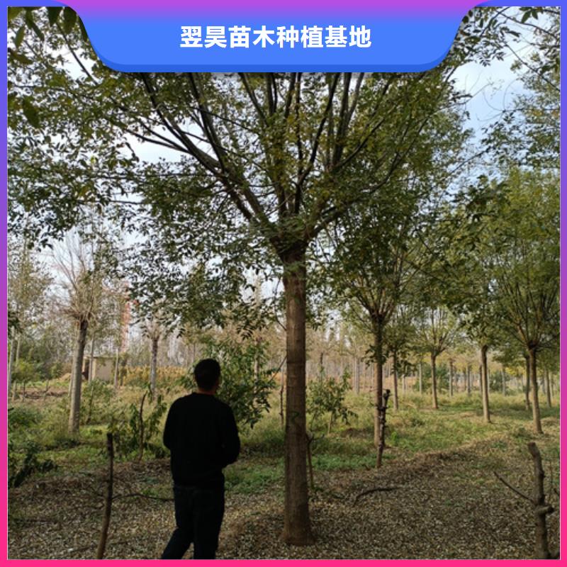 法桐黄金槐品质无所畏惧