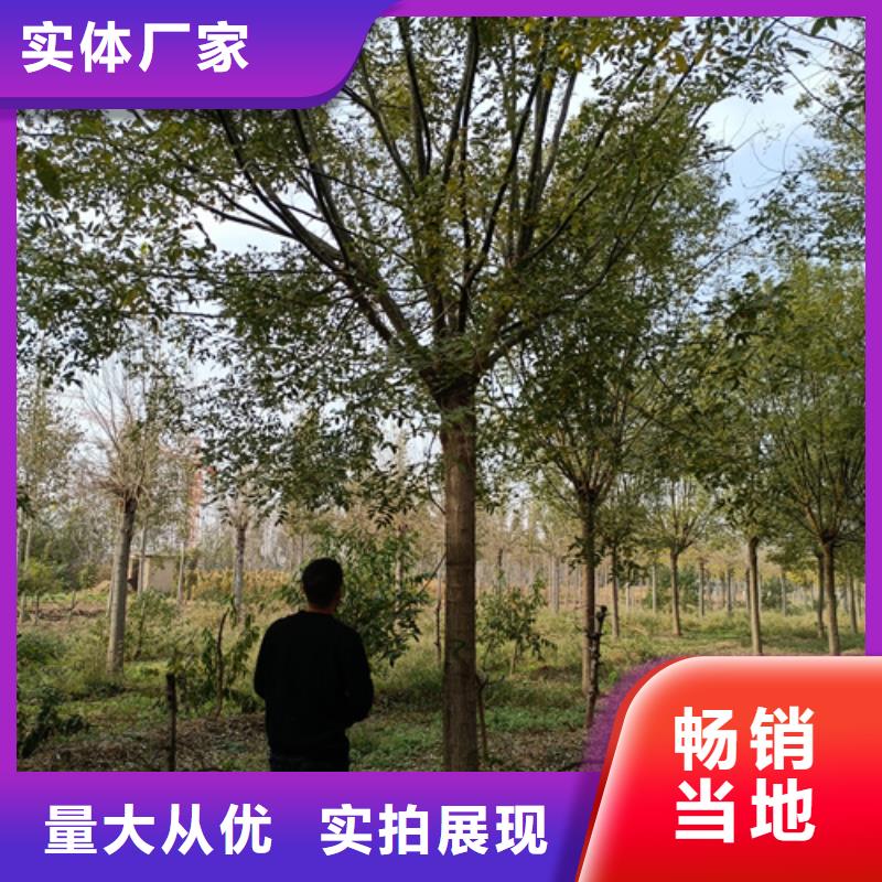 法桐原生冠法桐工厂自营