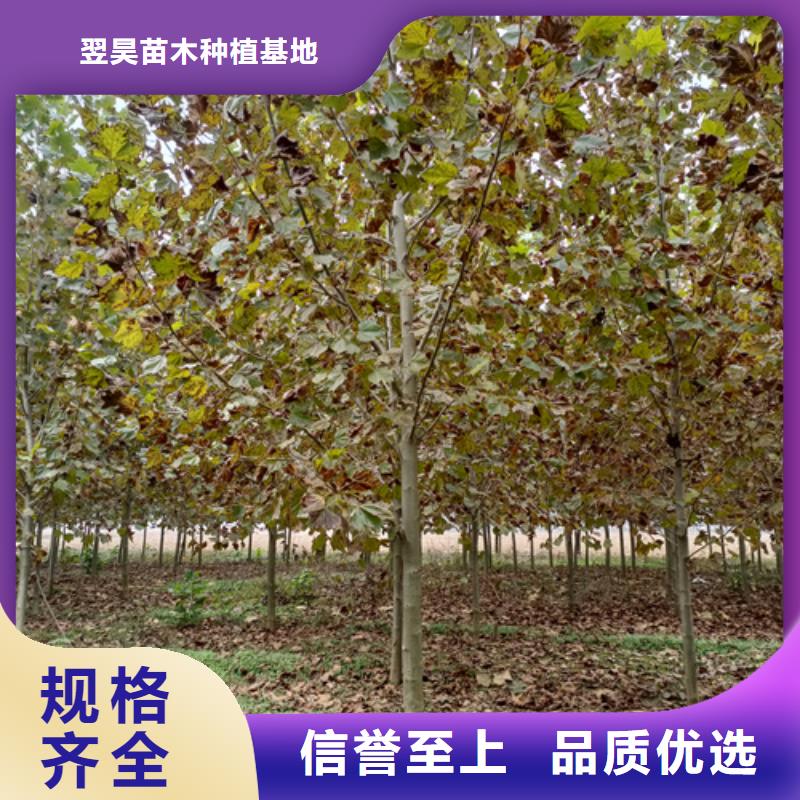 法桐黄金槐品质保证实力见证