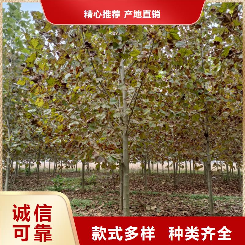 【法桐】金叶复叶槭生产加工