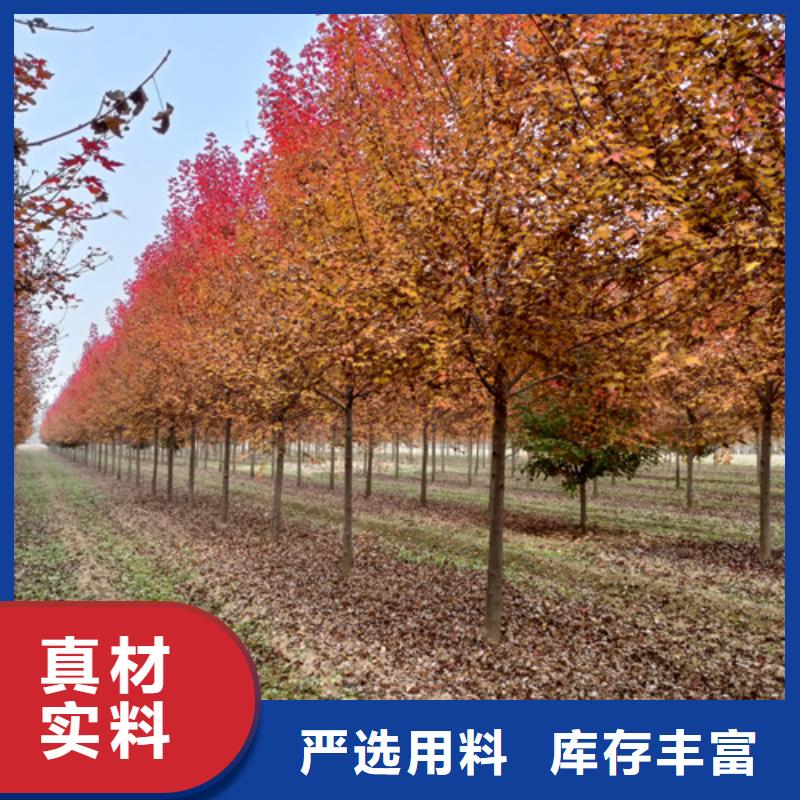 法桐规格齐全实力厂家