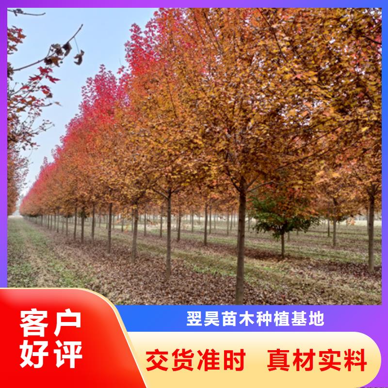 法桐,金叶复叶槭畅销本地