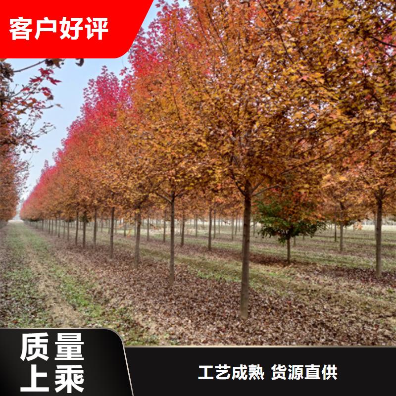 【法桐五角枫使用寿命长久】