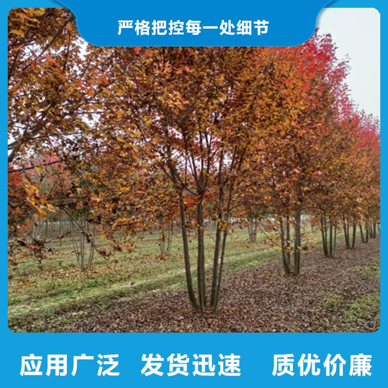 【法桐炫丽海棠真诚合作】
