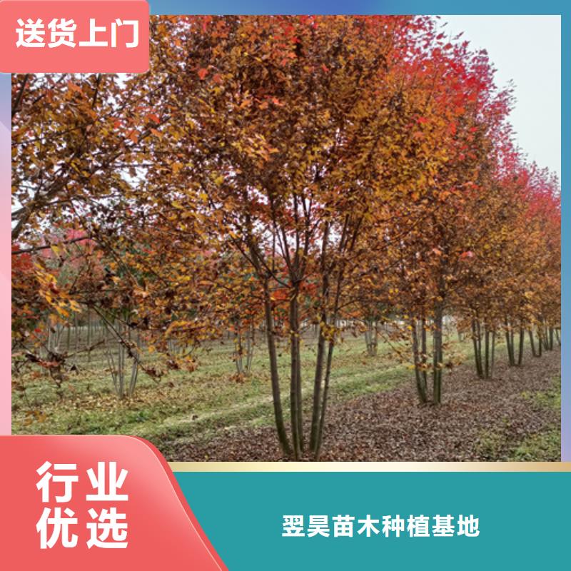 【法桐国槐海量现货】
