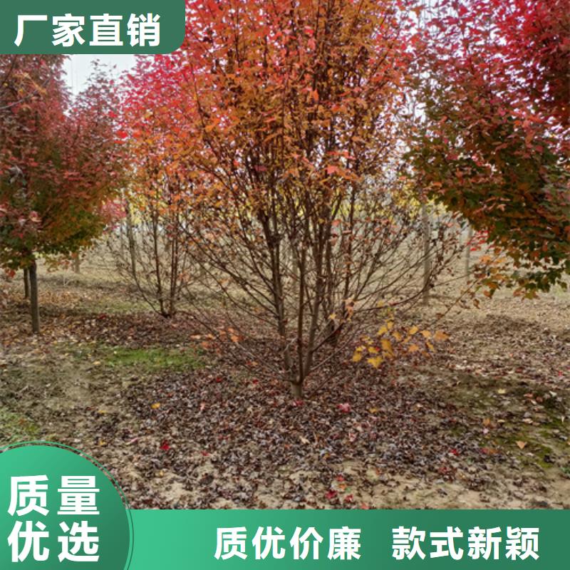 法桐国槐库存丰富