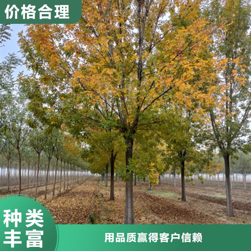 法桐秋紫白蜡厂家直销供货稳定