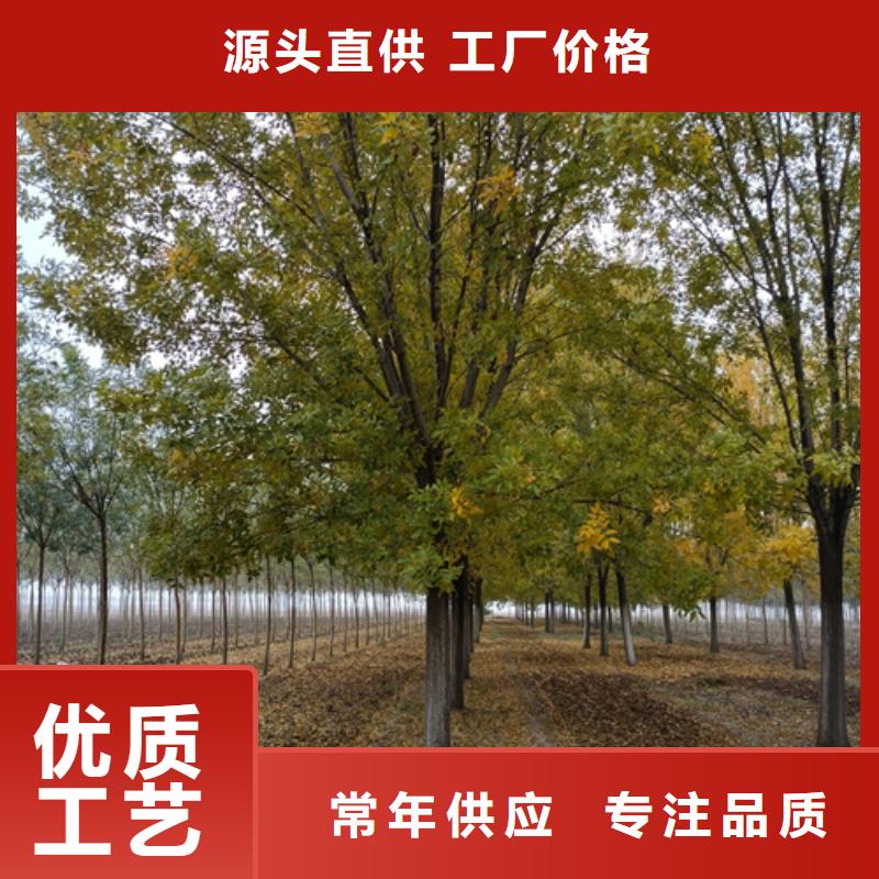 【法桐五角枫厂家实力雄厚】