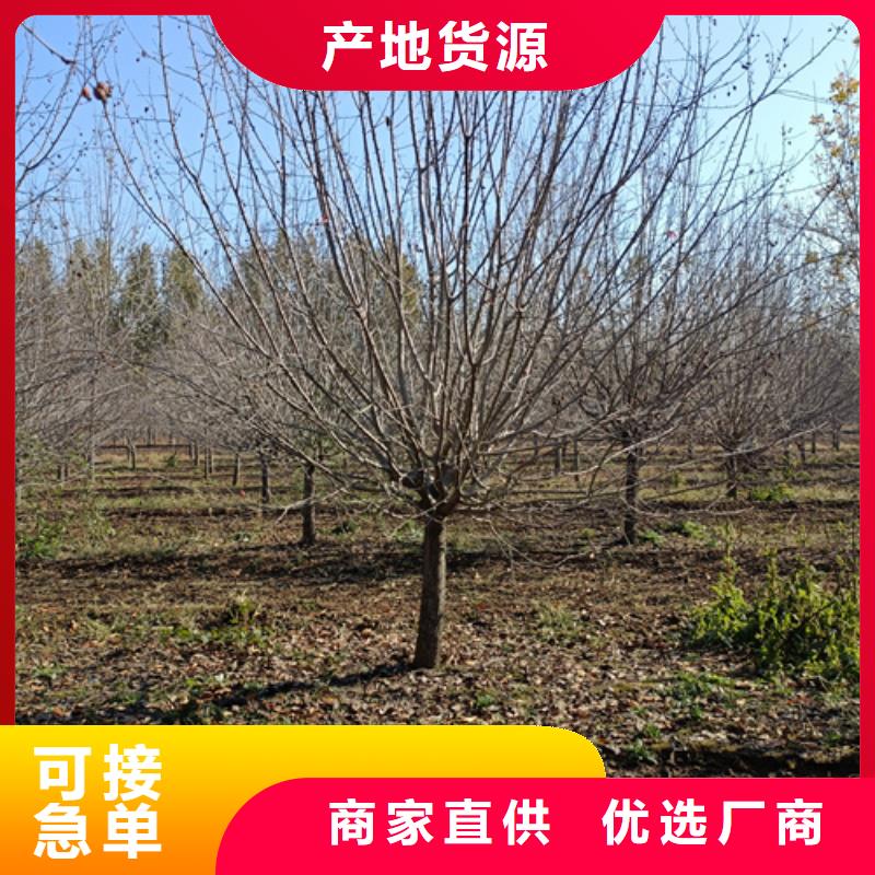 法桐【原生冠法桐】品质可靠