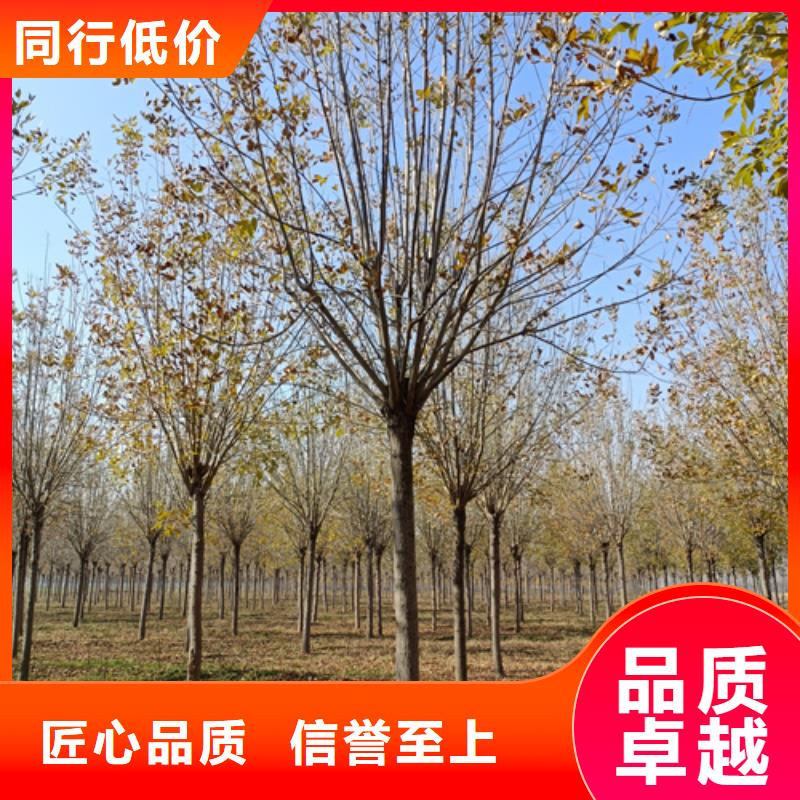 法桐_美国红枫细节决定成败