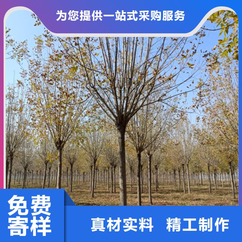 【法桐截杆发帽实力厂商】