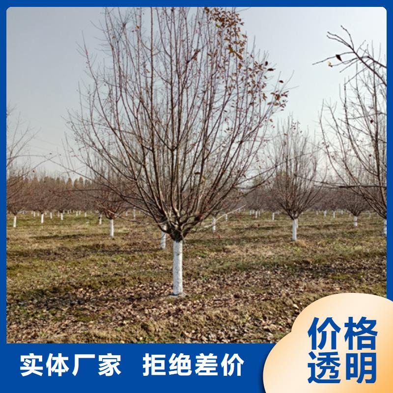 法桐-金叶槐库存量大