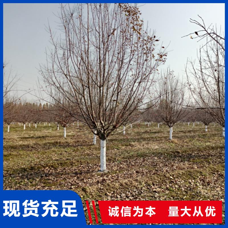 法桐金叶复叶槭品种全