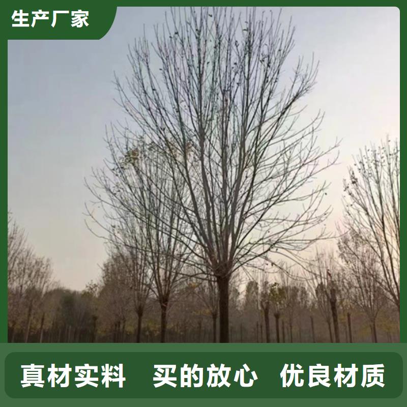 【法桐_五角枫符合行业标准】