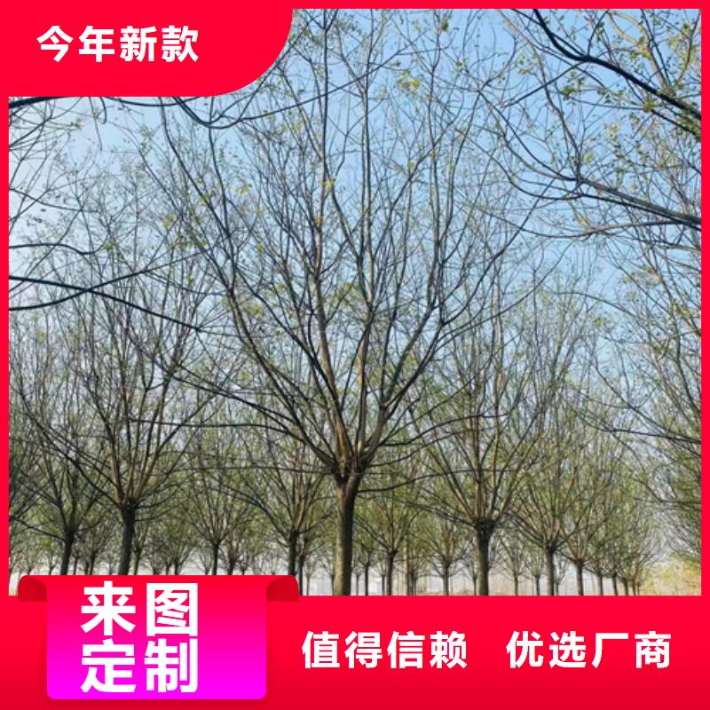 【法桐黄金槐质量为本】