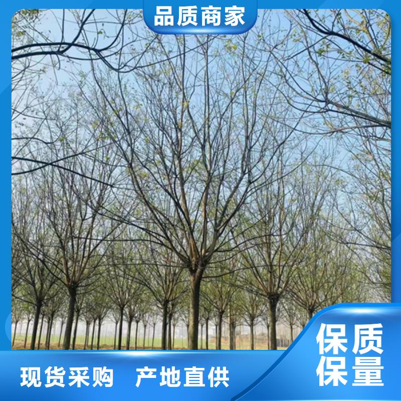 【法桐】金叶复叶槭生产加工