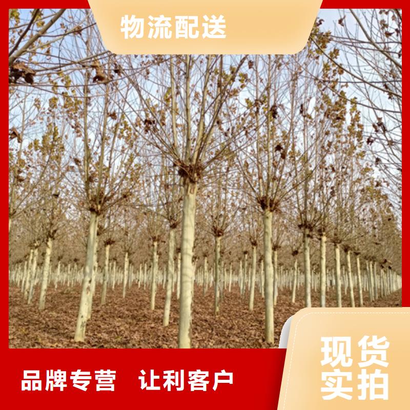 法桐五角枫品质保证