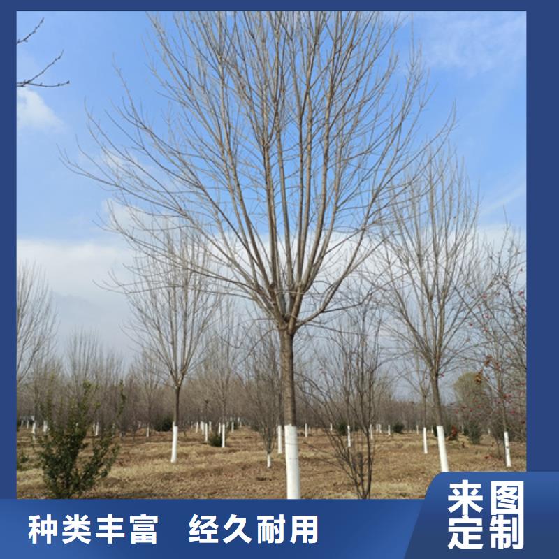 法桐_北京栾选择我们没错