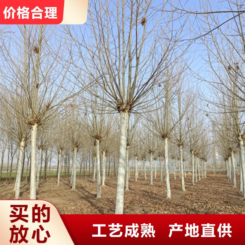 法桐_北京栾选择我们没错
