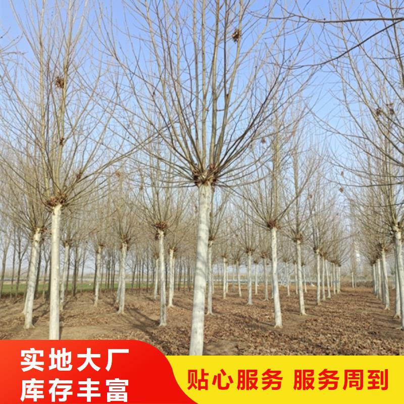 【法桐截杆发帽实力厂商】