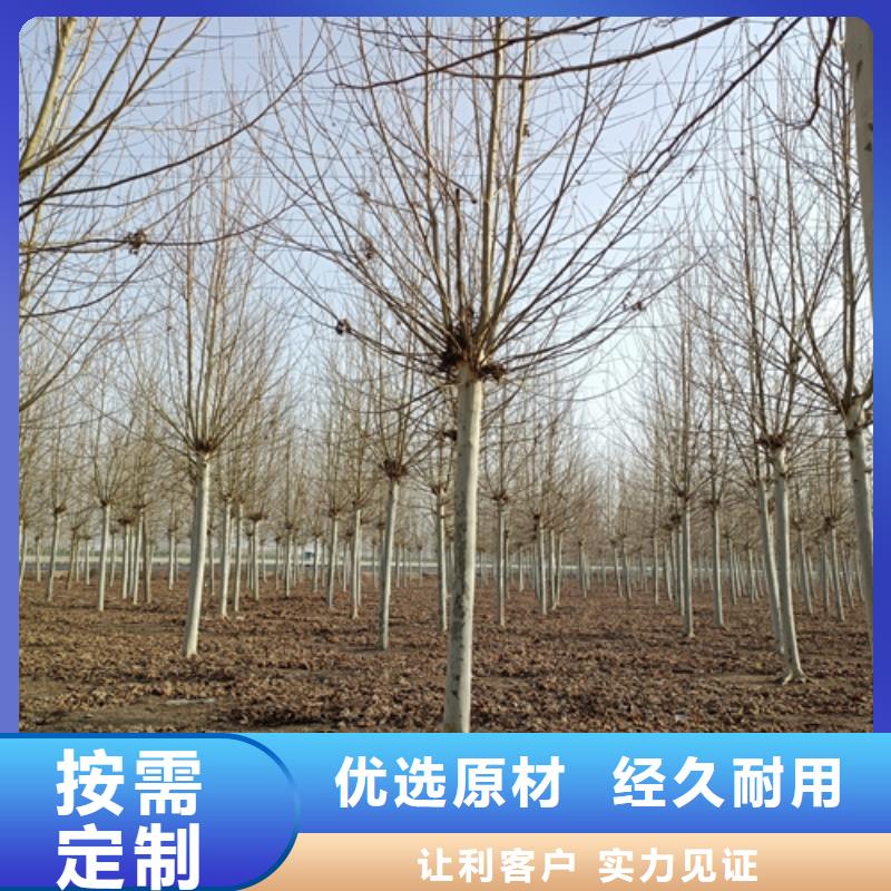 法桐批发商