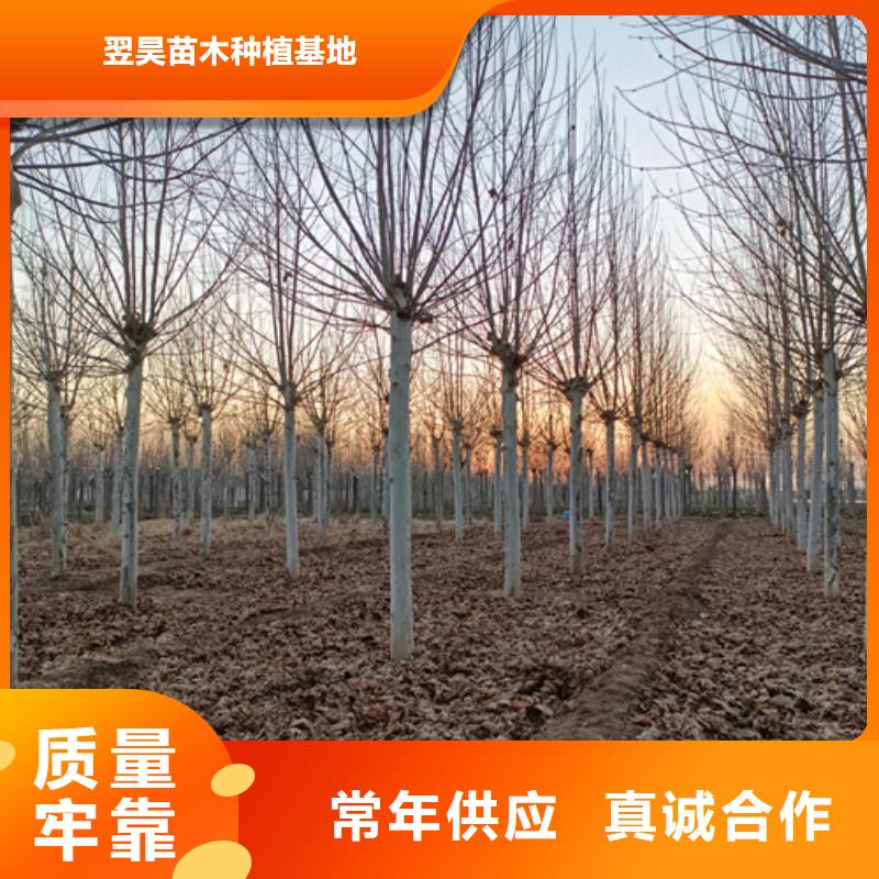 【法桐】-国槐匠心品质
