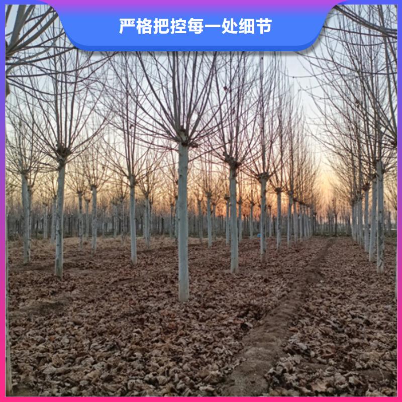 法桐黄金槐多年经验值得信赖