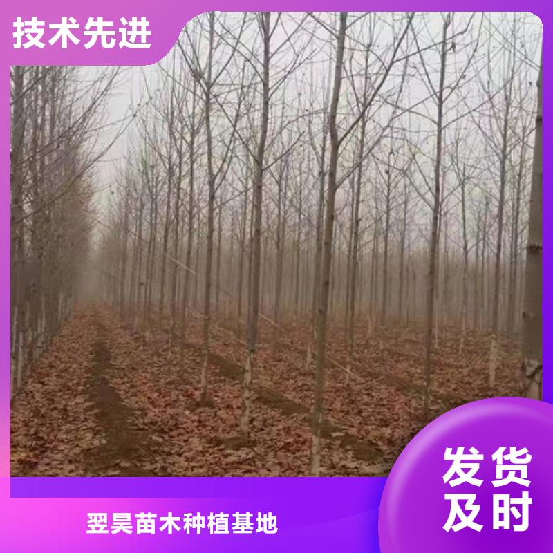 【法桐五角枫厂家实力雄厚】