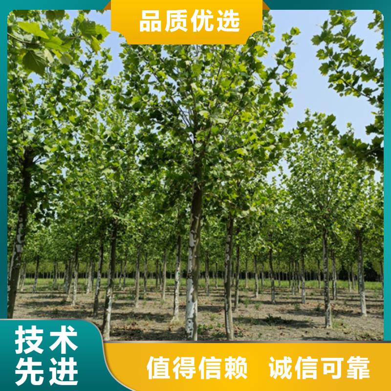法桐截杆发帽今年新款