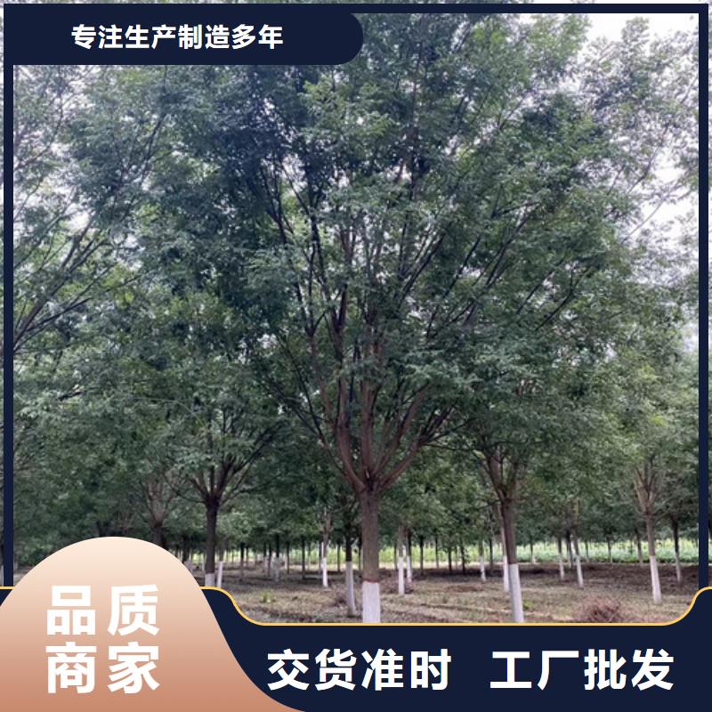 法桐黄金槐品质无所畏惧