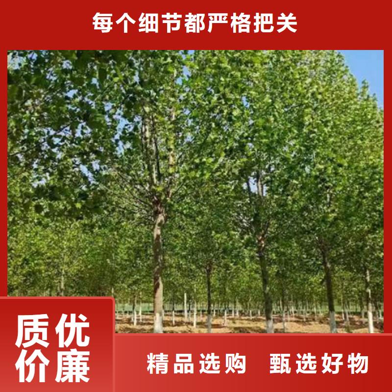 法桐美国红枫大品牌值得信赖