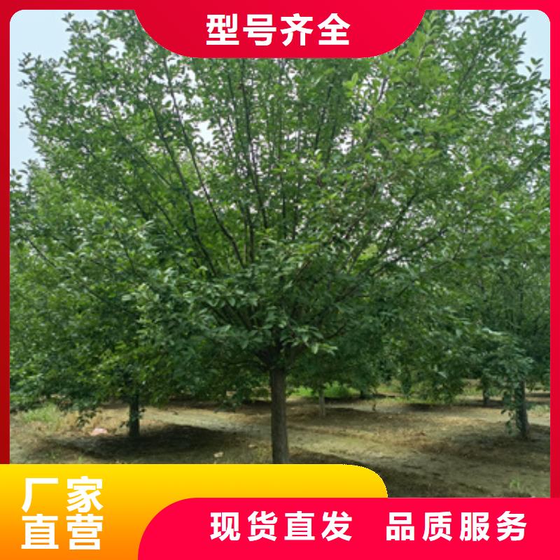 法桐国槐现货齐全售后无忧